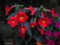 xAchimenantha Inferno