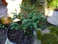 Abies koreana OBERON