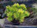 Pinus mugo OPHIR