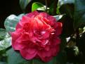 Althaeiflora