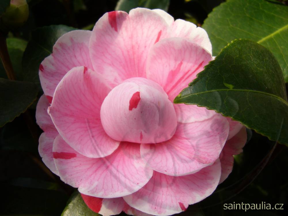 Variegata