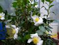 Camellia sasanqua