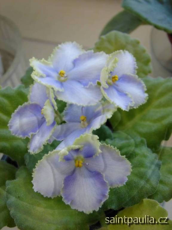 Optimara EverGrace