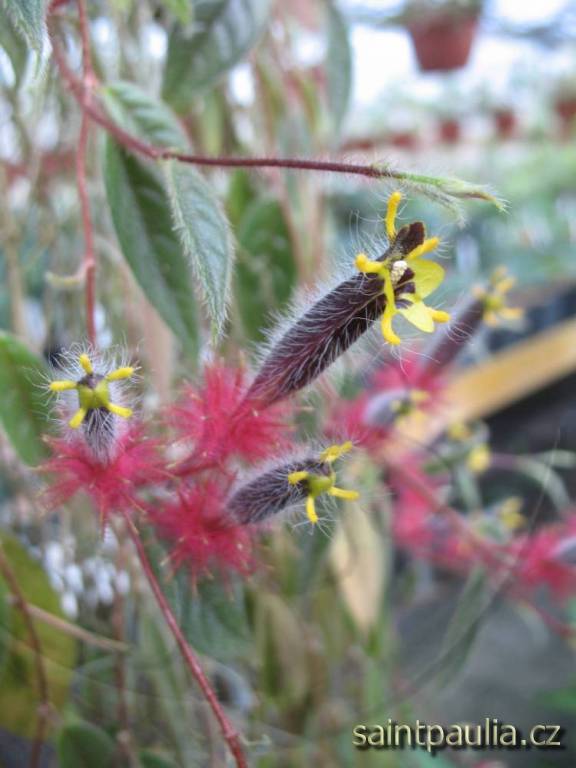 Columnea minor