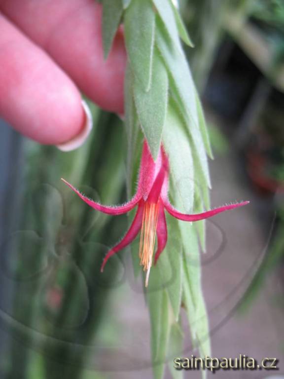 Ceratostema