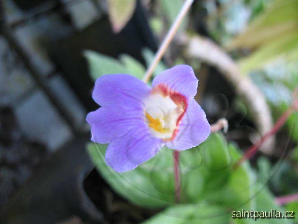 Primulina Moonlight