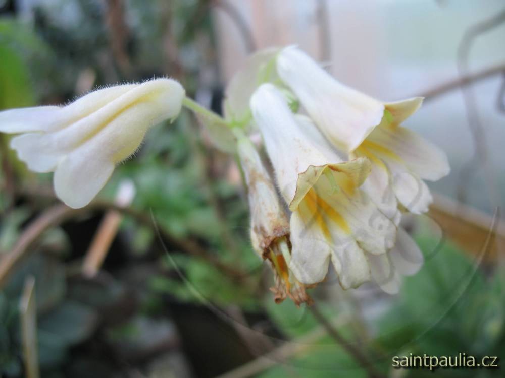 Primulina Nakako