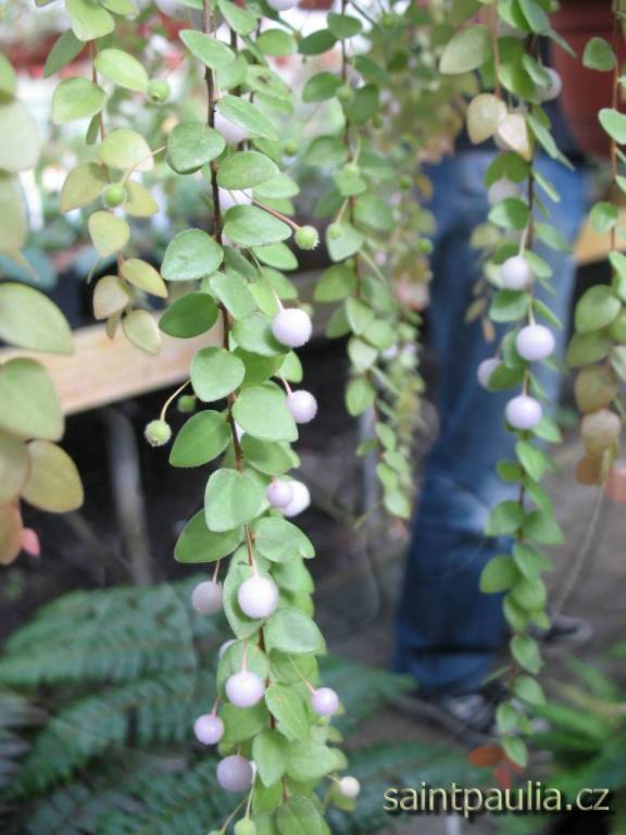 Sphyrospermum buxifolium