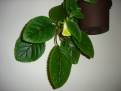 Sinningia conspicua
