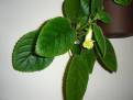 Sinningia conspicua
