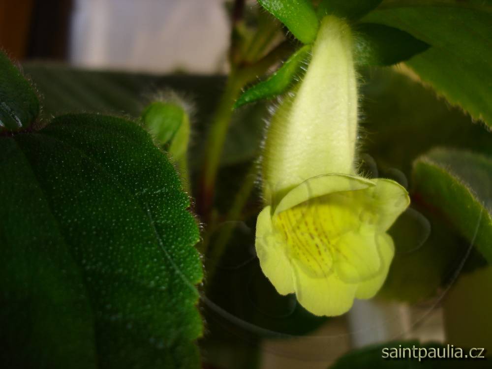 Sinningia conspicua