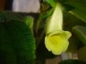 Sinningia conspicua