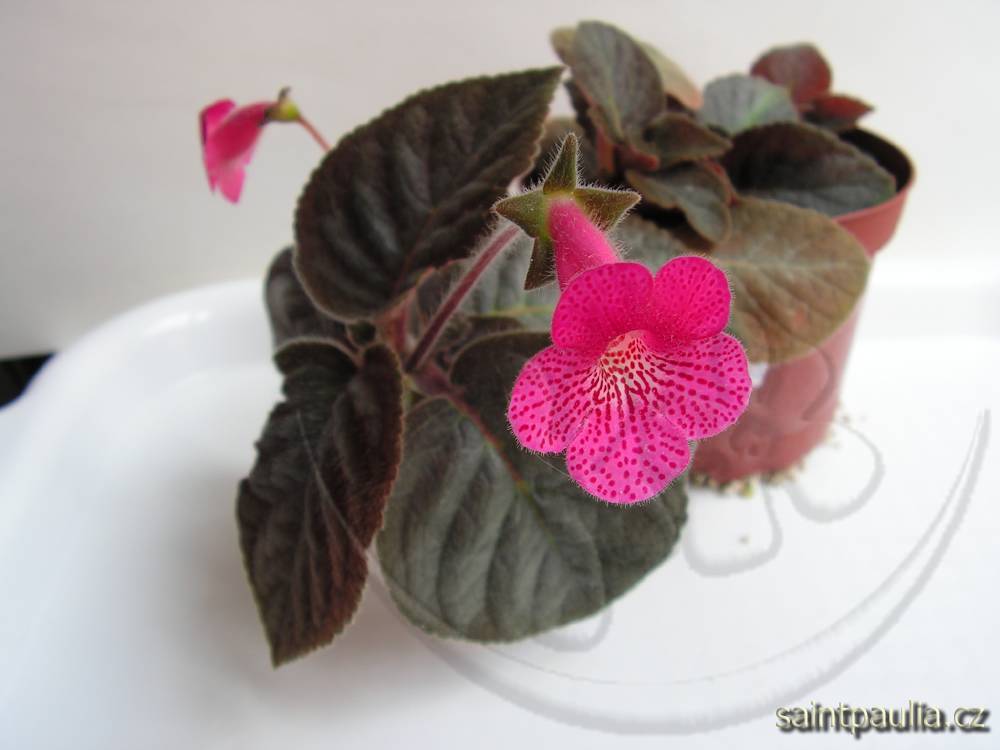 Kohleria amabilis