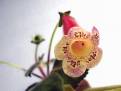 Sirius