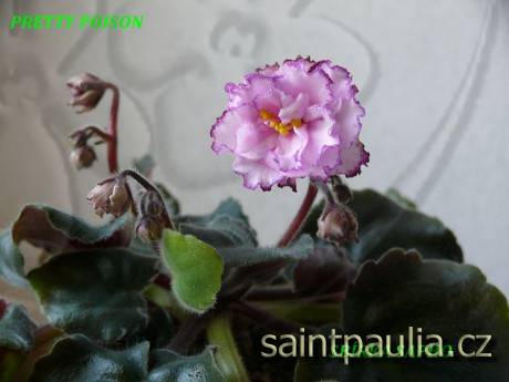 Pretty Poison