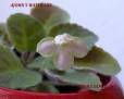Ajohn's Water Lily
