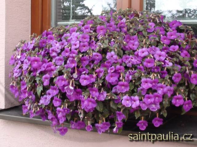 Achimenes