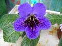 JL-Marina Blue 1111