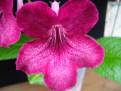 JL-Mists of Avalon 1115