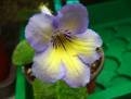 JL-Scent of Lavender 1124