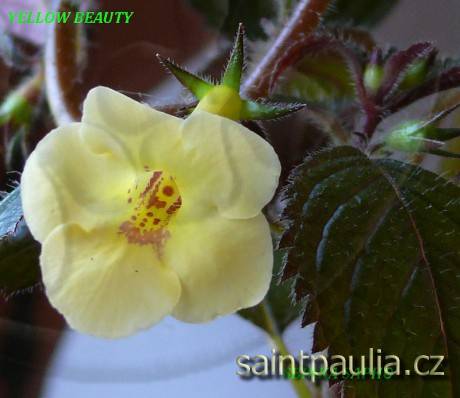 Yellow Beauty