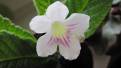 Myfanwy