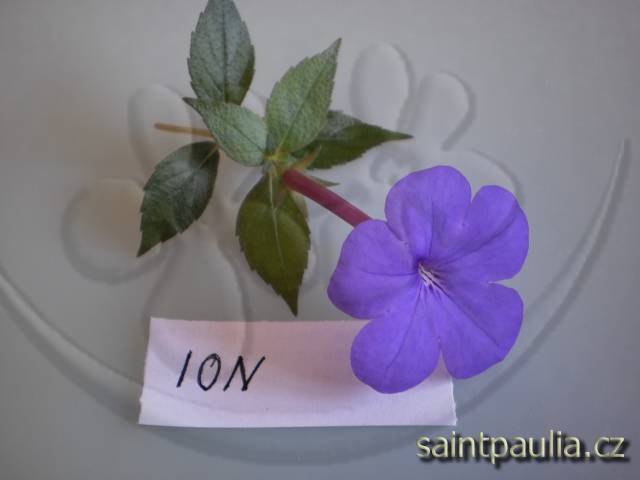 Iona