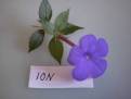 Iona