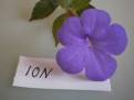 Iona