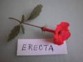 Achimenes erecta