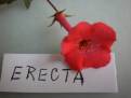 Achimenes erecta