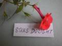 Stan's Delight