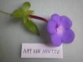 Ami Van Houtte
