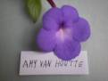 Ami Van Houtte