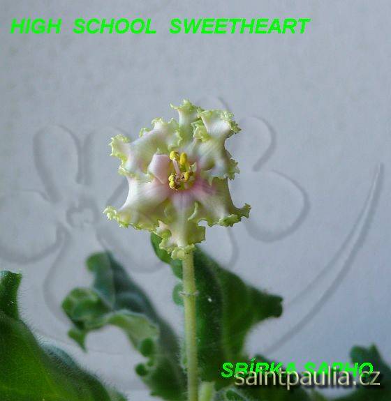 High School Sweetheart