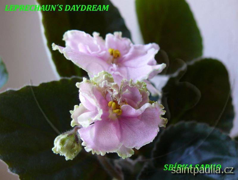 Leprechaun's Daydream