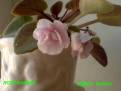 Rose Garden