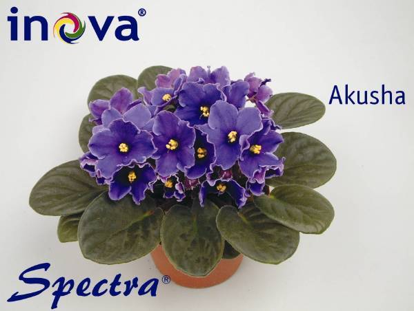 Akusha