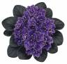 Ineke