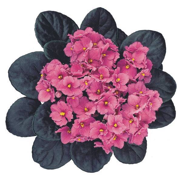 Kaliza