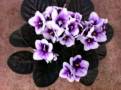 Purple-cloud