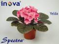 Yelda