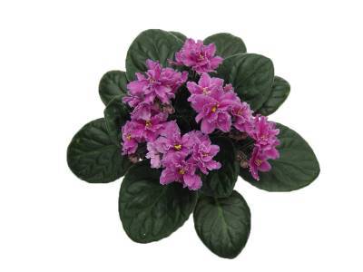 Butterfly pink