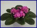 Butterfly pink