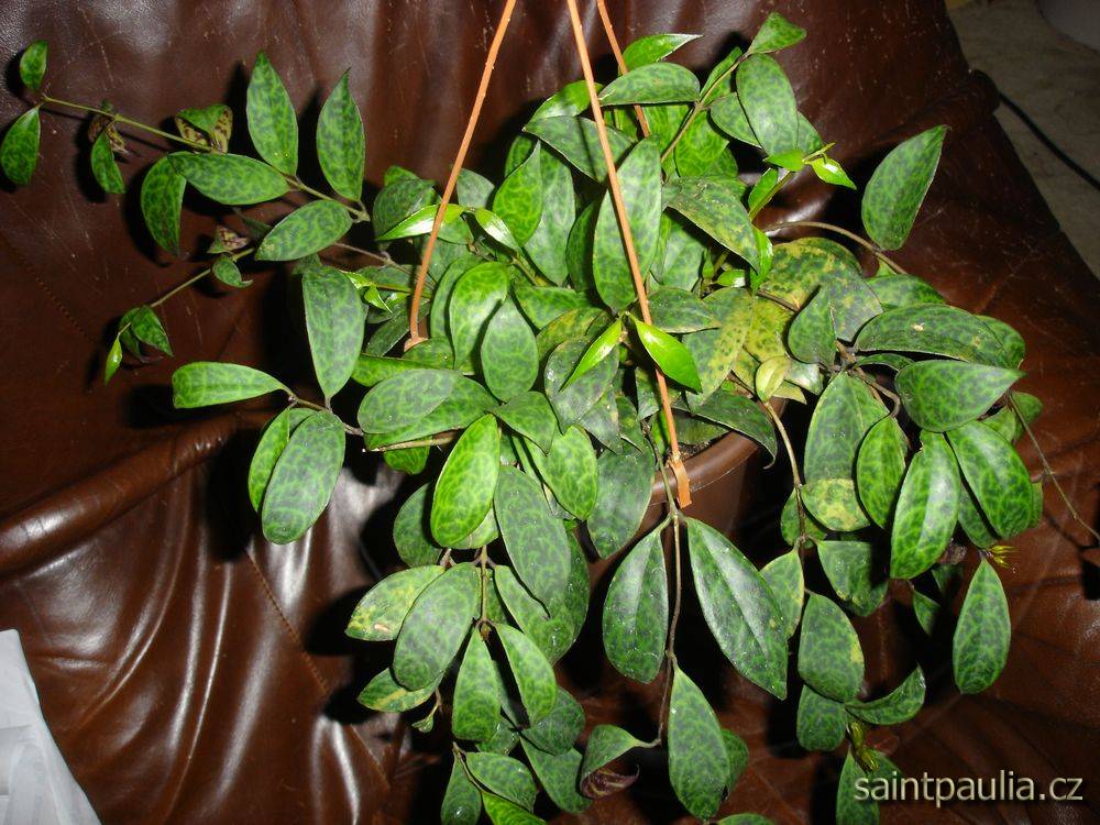 Aeschynanthus longicaulis (marmoratus)