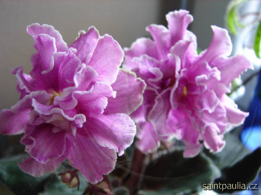 Magiia Prevrashcheniia