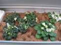IMG 6857