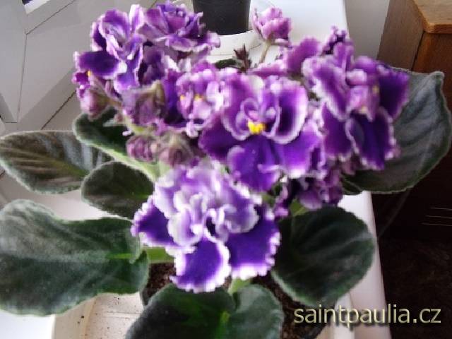 DSCF2611