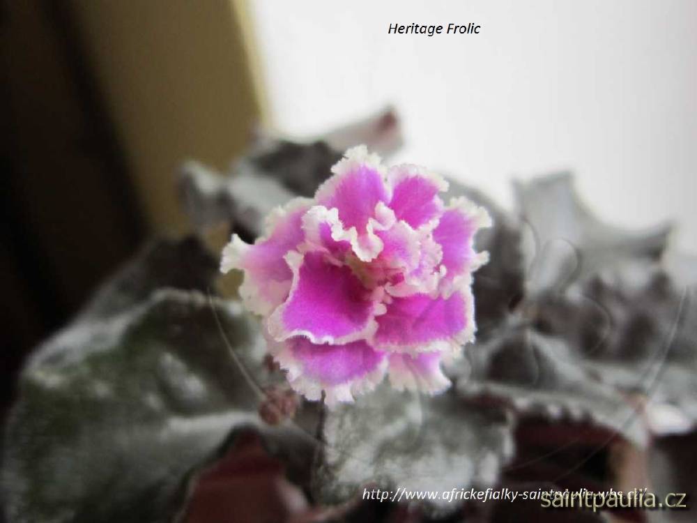 Heritage Frolic