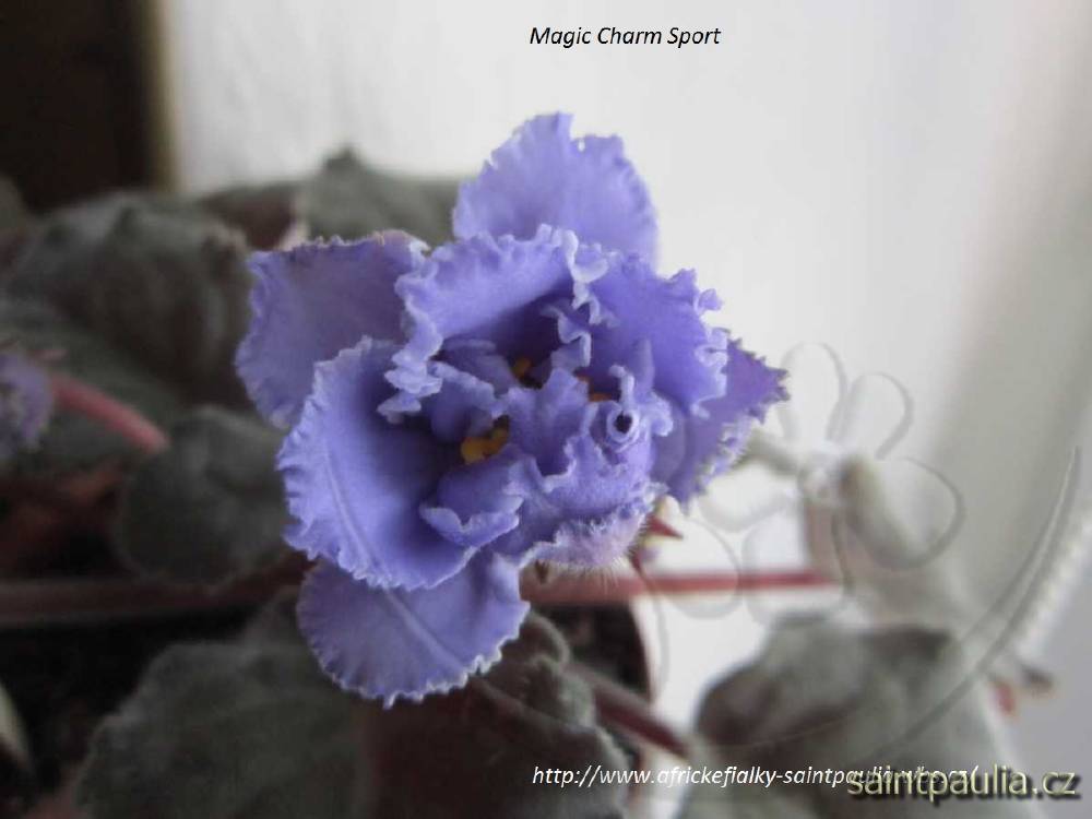 Magic Charm Sport
